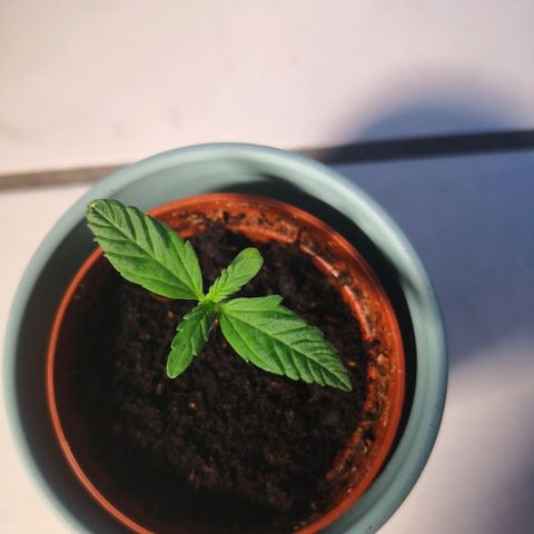 White Widow Automatic growlog timeline photo