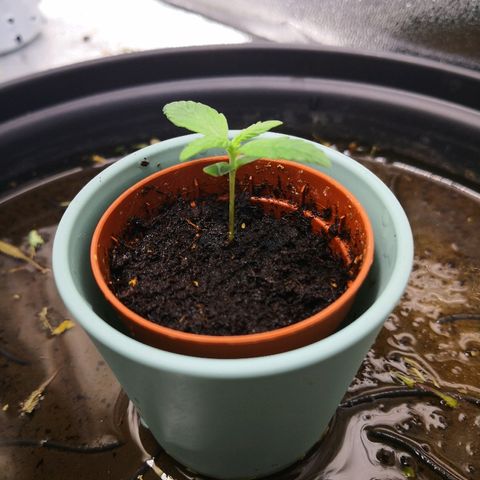 White Widow Automatic growlog timeline photo
