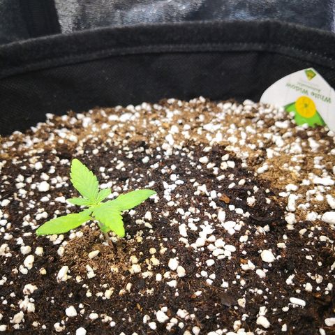 White Widow Automatic growlog timeline photo