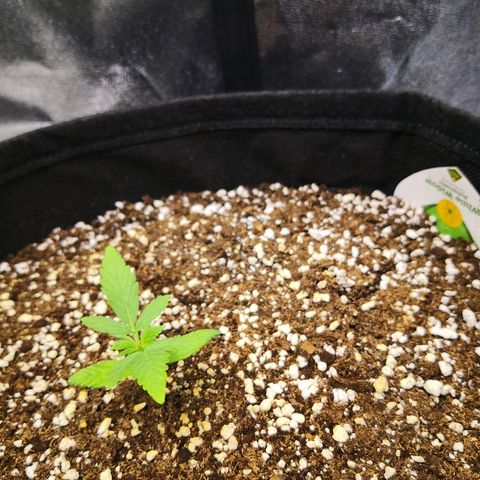 White Widow Automatic growlog timeline photo