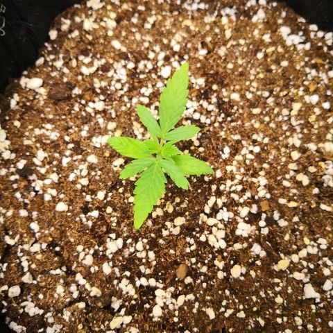 White Widow Automatic growlog timeline photo