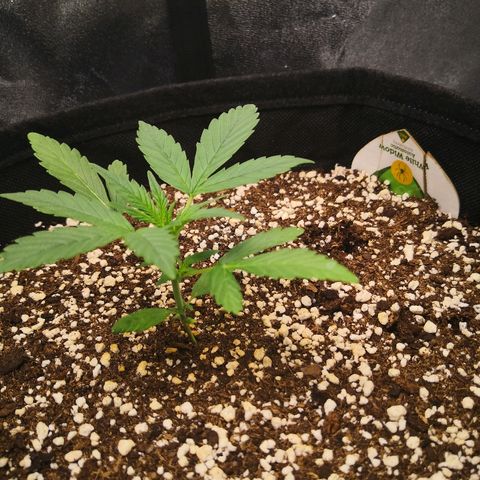 White Widow Automatic growlog timeline photo