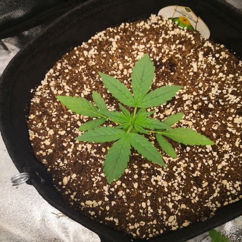 White Widow Automatic growlog timeline photo