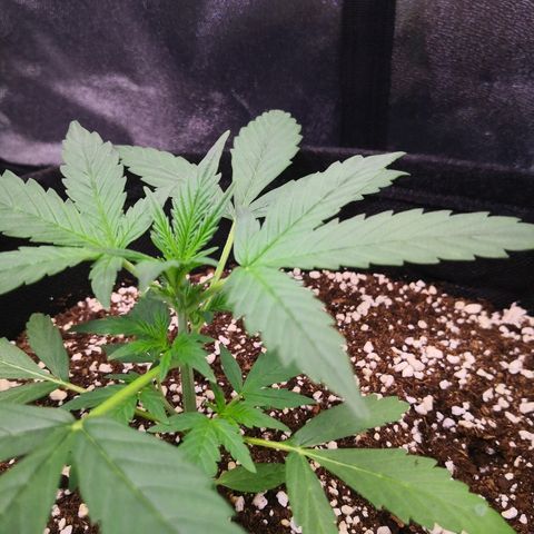 White Widow Automatic growlog timeline photo