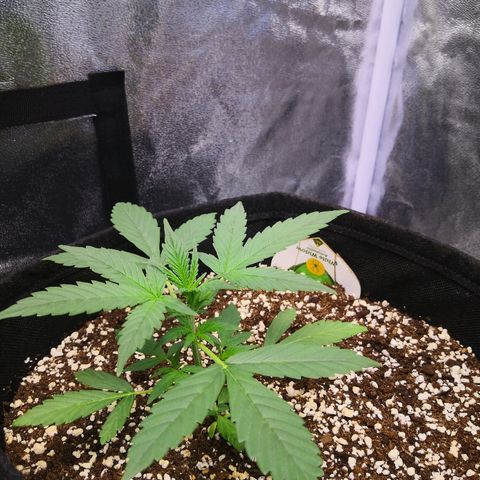 White Widow Automatic growlog timeline photo