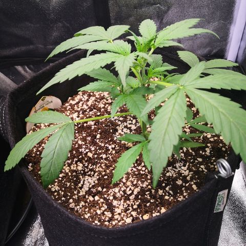 White Widow Automatic growlog timeline photo