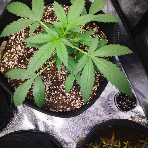 White Widow Automatic growlog timeline photo