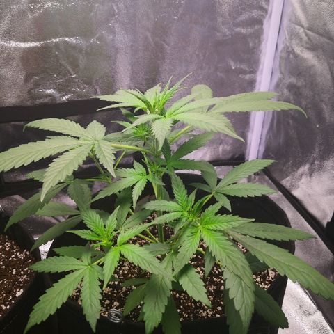 White Widow Automatic growlog timeline photo