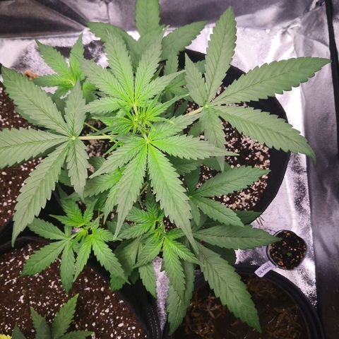 White Widow Automatic growlog timeline photo