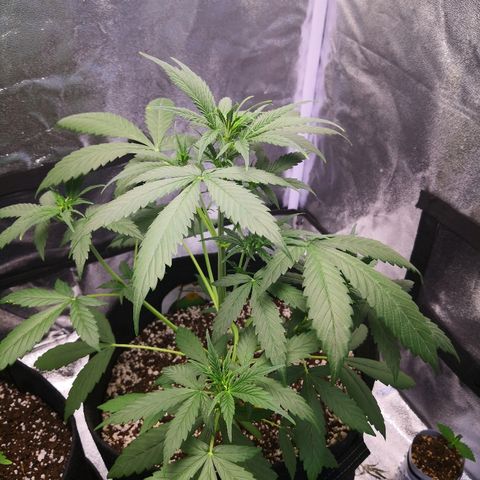 White Widow Automatic growlog timeline photo