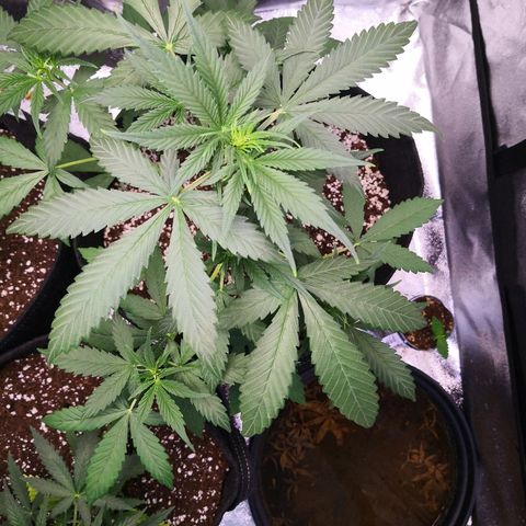 White Widow Automatic growlog timeline photo