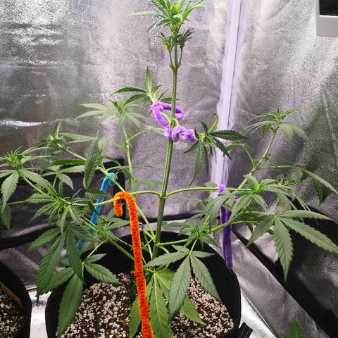 White Widow Automatic growlog timeline photo