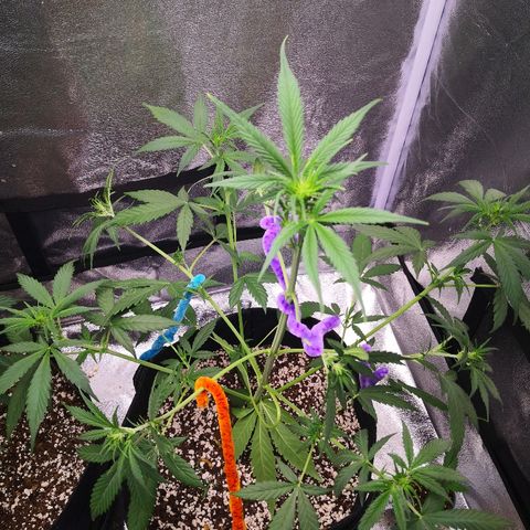 White Widow Automatic growlog timeline photo