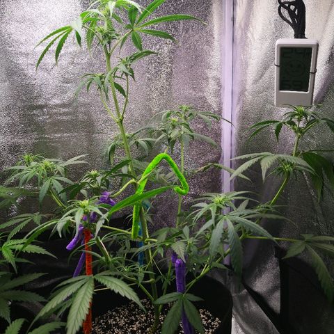 White Widow Automatic growlog timeline photo