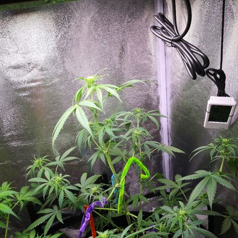 White Widow Automatic growlog timeline photo