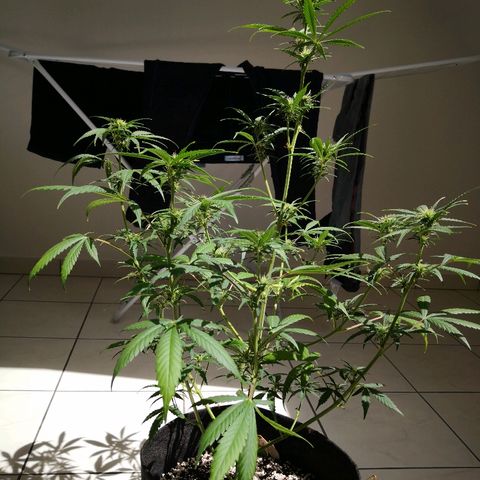 White Widow Automatic growlog timeline photo