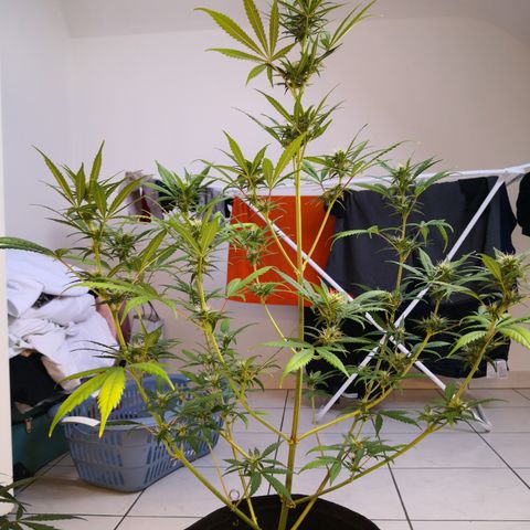 White Widow Automatic growlog timeline photo