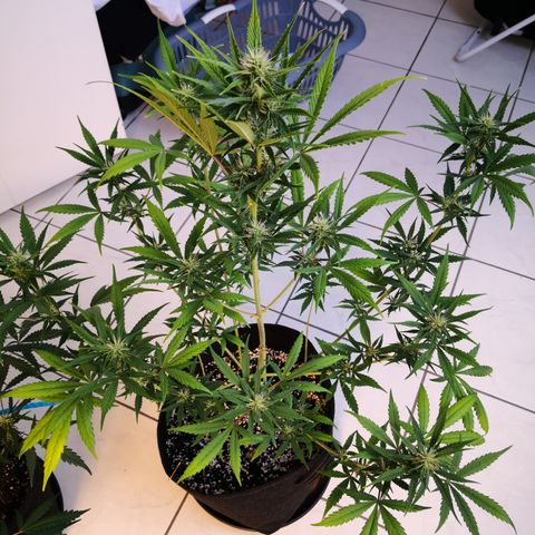 White Widow Automatic growlog timeline photo