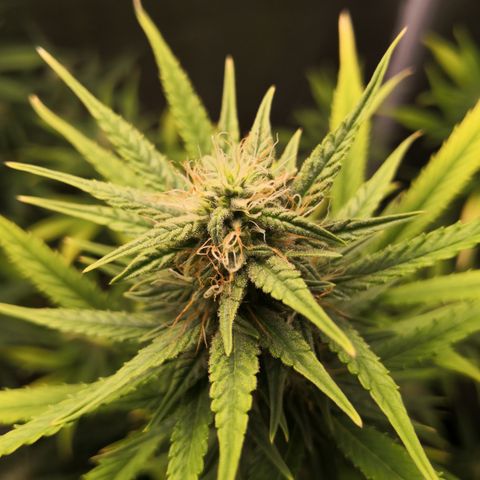 White Widow Automatic growlog timeline photo