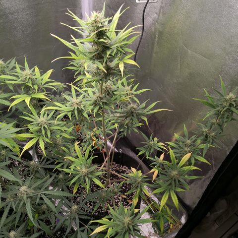 White Widow Automatic growlog timeline photo