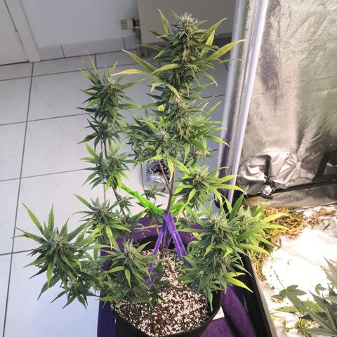 White Widow Automatic growlog timeline photo