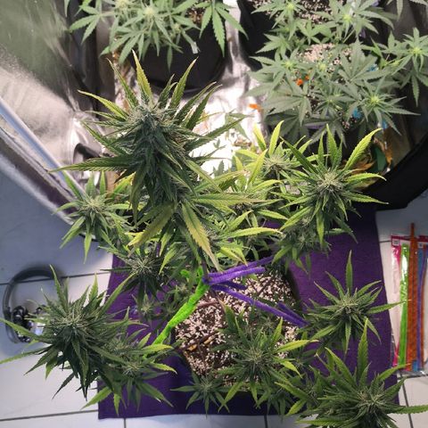 White Widow Automatic growlog timeline photo