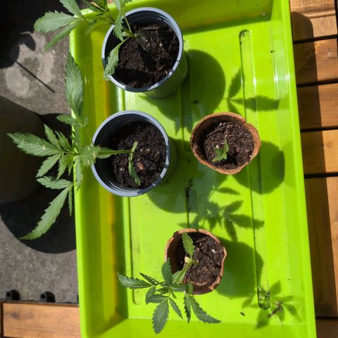 Lemon Haze Automatic growlog timeline photo