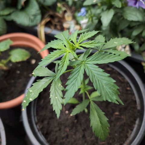 Lemon Haze Automatic growlog timeline photo