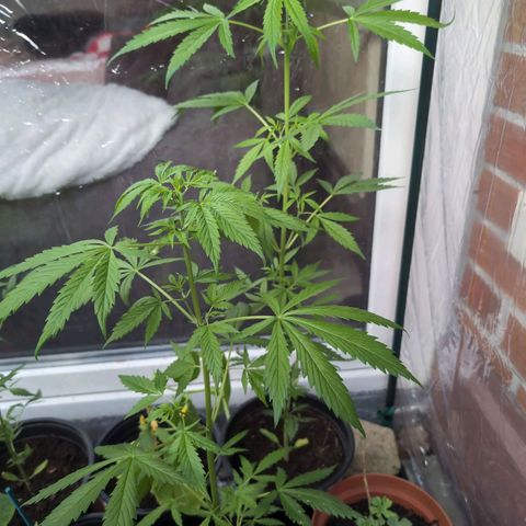 Lemon Haze Automatic growlog timeline photo
