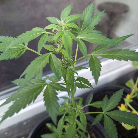 Lemon Haze Automatic growlog timeline photo