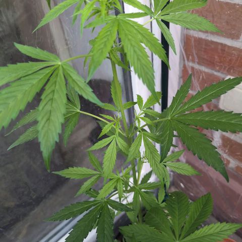Lemon Haze Automatic growlog timeline photo
