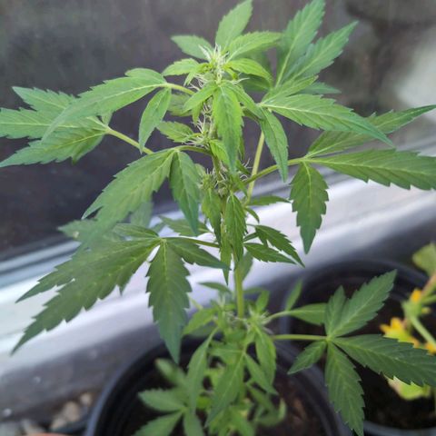 Lemon Haze Automatic growlog timeline photo
