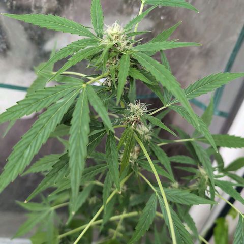 Lemon Haze Automatic growlog timeline photo