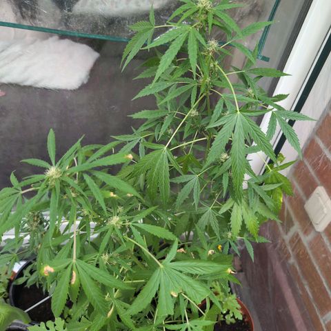 Lemon Haze Automatic growlog timeline photo