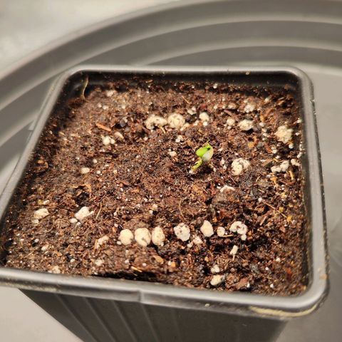 Test mainlining  growlog timeline photo