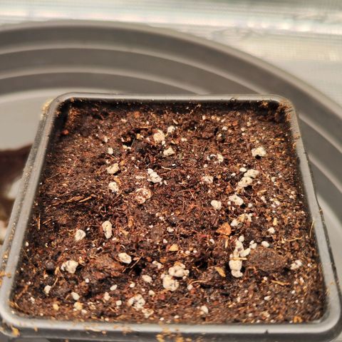 Test mainlining  growlog timeline photo