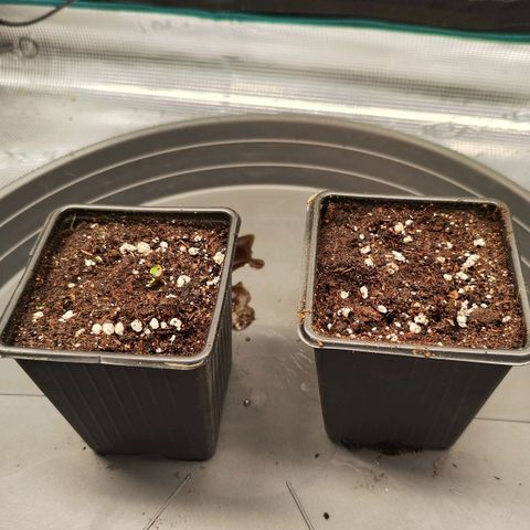 Test mainlining  growlog timeline photo
