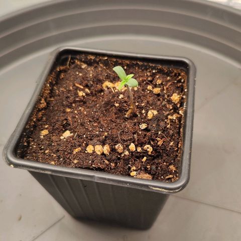Test mainlining  growlog timeline photo