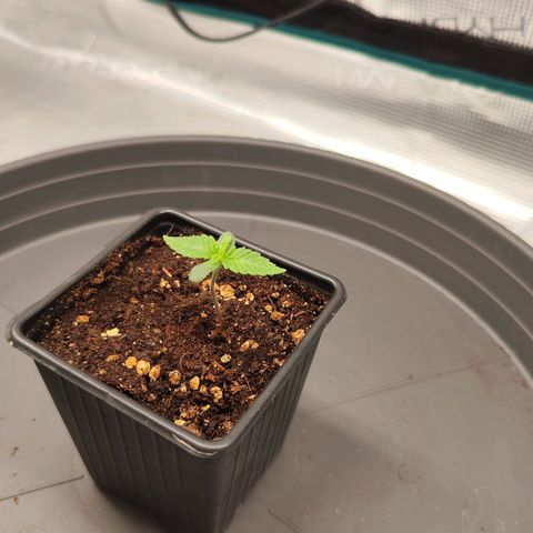 Test mainlining  growlog timeline photo