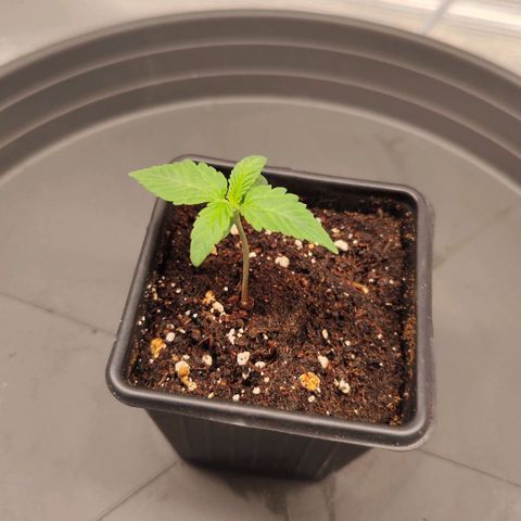 Test mainlining  growlog timeline photo