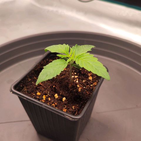Test mainlining  growlog timeline photo