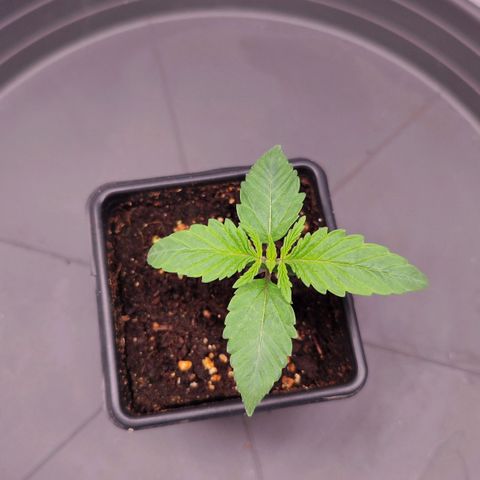 Test mainlining  growlog timeline photo