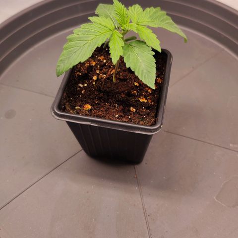 Test mainlining  growlog timeline photo