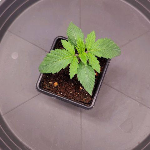 Test mainlining  growlog timeline photo