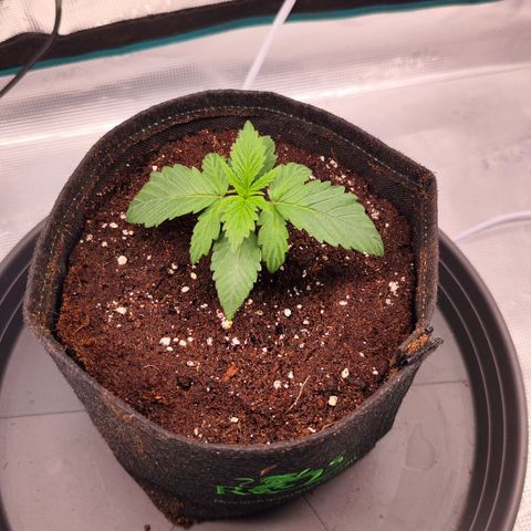 Test mainlining  growlog timeline photo