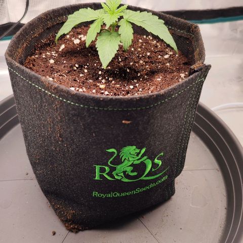 Test mainlining  growlog timeline photo