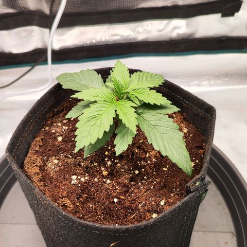Test mainlining  growlog timeline photo