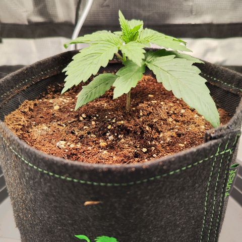 Test mainlining  growlog timeline photo