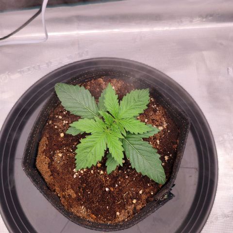 Test mainlining  growlog timeline photo