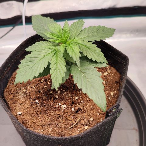 Test mainlining  growlog timeline photo